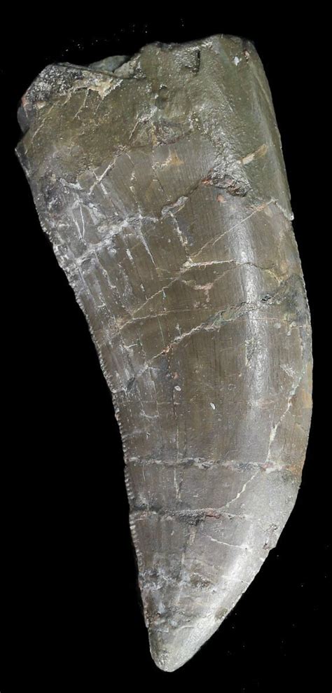 Huge 223 Allosaurus Tooth Wyoming 43657 For Sale