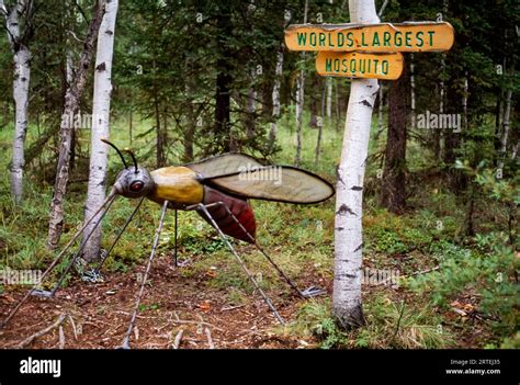 Worlds Largest Mosquito Hi Res Stock Photography And Images Alamy