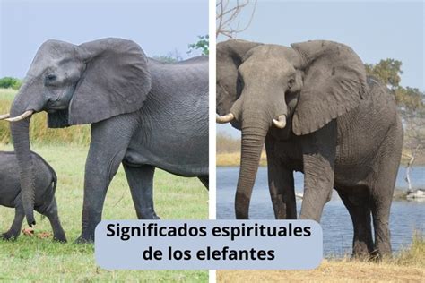 Elefante Significado Espiritual