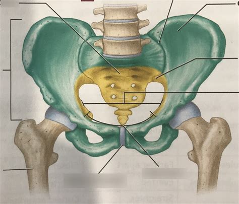 Anterior View Of Pelvis Part 2 Diagram Quizlet