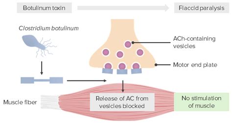 Clostridium Botulinum Pathogenesis