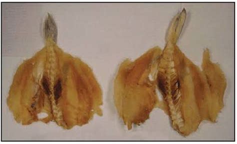 Tetrodotoxin poisoning - MEDizzy