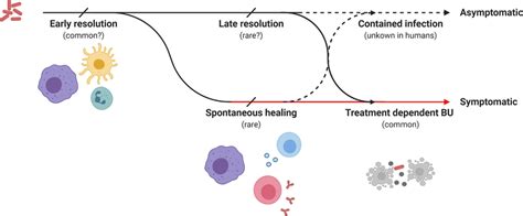 Overview Of The Hostpathogen Interaction Determining The Different