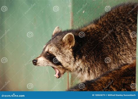 Raccoon Screaming Royalty Free Stock Images - Image: 18065879