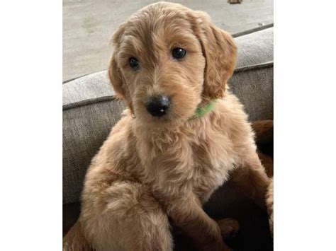 2 Females And 2 Males Goldendoodle Puppies Dallas Puppies For Sale