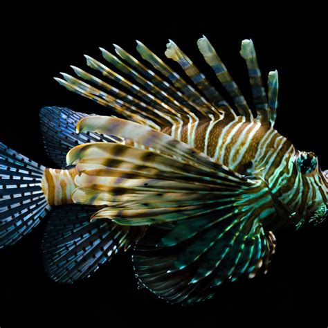 Venomous Lionfish Wall Art | Photography