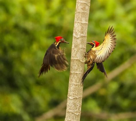 Premium Photo Bird Flying