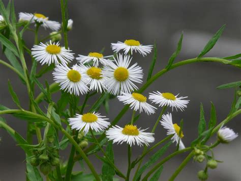 Erigeron Annuus Annual Fleabane World Of Flowering Plants