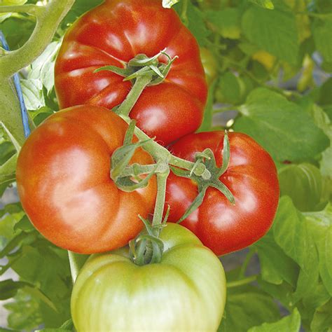 Tomato Country Taste Indeterminate F1 Seeds Dobies