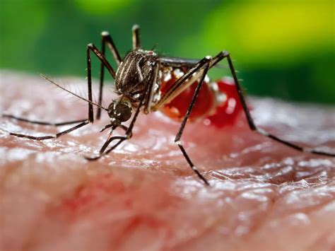 Penyakit Chikungunya Virus Yang Ditularkan Melalui Nyamuk Indozone