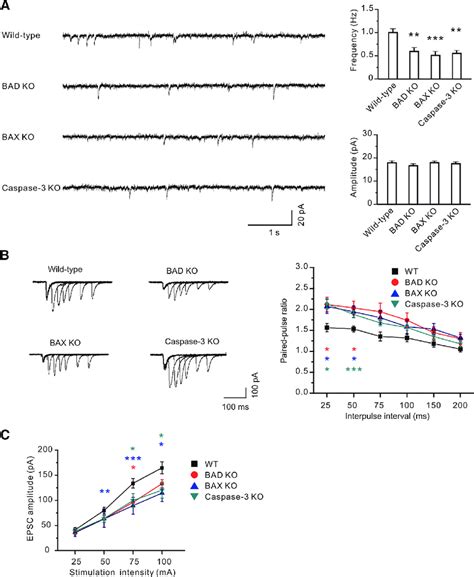 Presynaptic Release Is Diminished In BAD BAX And Caspase 3 KO Mice