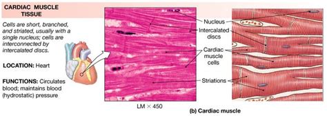 Cardiac Muscle Tissue Muscle Tissue Tissue Cardiac