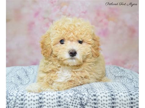 Bichon Frise / Poodle Puppy Cr ID:22343 Located at Petland Fort Myers ...