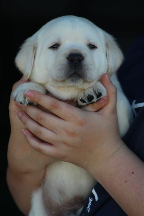 Green Collar Yellow Male Michigan Elite Labradors