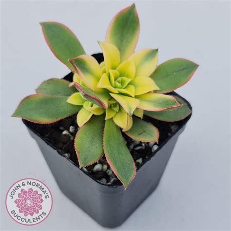 Aeonium Haworthii Dream Color Aka Kiwi John And Normas Succulents