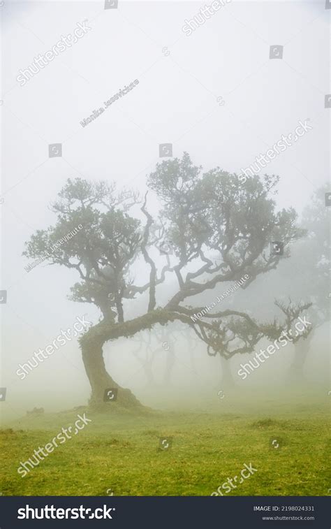 Oldest Laurel Forest Madeira Stock Photo 2198024331 | Shutterstock