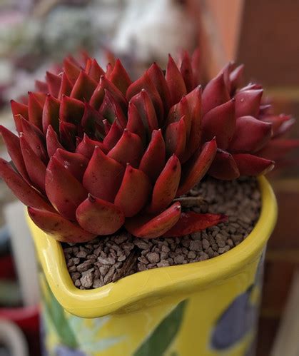 Echeveria Agavoides Benimusume Multi Head Urban Roots Au