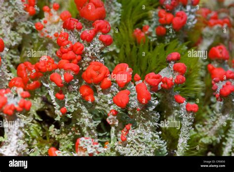 Rote Pixie Tasse Cladonia Coccifera Fotos Und Bildmaterial In Hoher