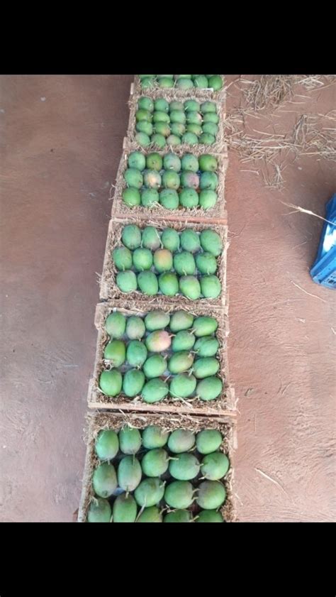 Green Organic Ratnagiri Alphonso Mangoes Carton Packaging Size Kg