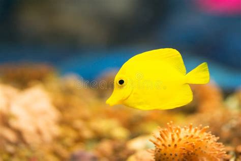 Tropical surgeon fish stock photo. Image of colorful - 77127972