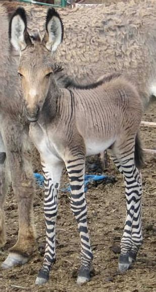 A Zonkey Also Known As A Zedonk Its A Zebradonkey Hybrid