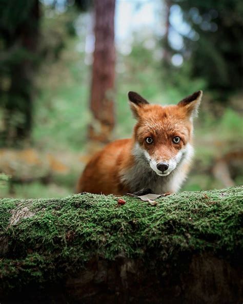 Photographer Shoots Finnish Forest Animals Like They’re Professional ...