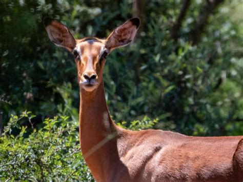 Limpopo Billeder – Gennemse 12,975 stockfotos, vektorer og videoer ...