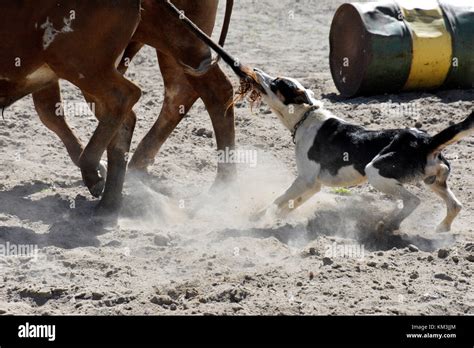 CATTLE DOGS AT WORK ROUNDING UP CATTLE IN AUSTRALIA Stock Photo - Alamy