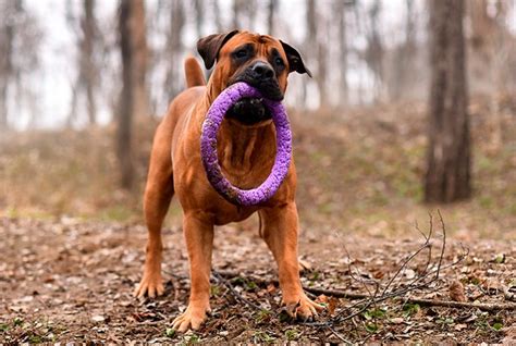 Raza Boerboel Historia características y cuidados