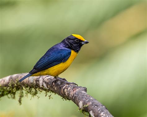 Banco de imagens natureza ramo pássaro animais selvagens bico