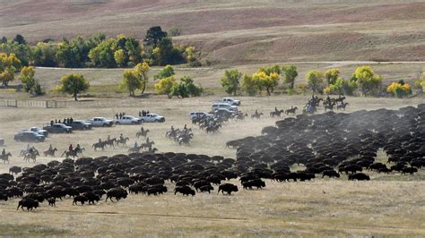 Charity Gives 4 Million For Custer State Park Bison Center Sdpb Radio