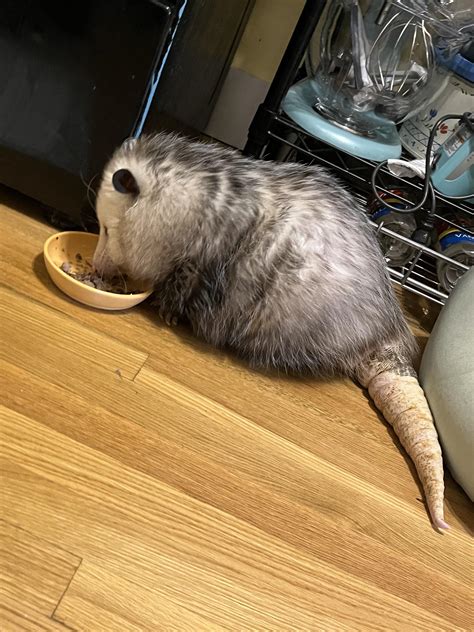 You may entice a possum with cat food : r/housepossums