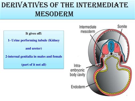 PPT Derivatives Of The Ectodermal Germ Layer PowerPoint Presentation