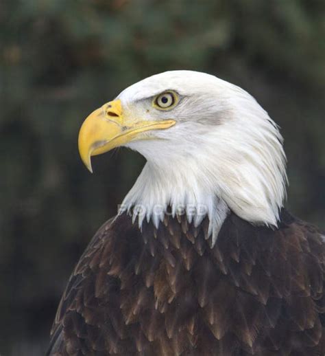 Side view of bald eagle bird sitting outdoors. — haliaeetus ...