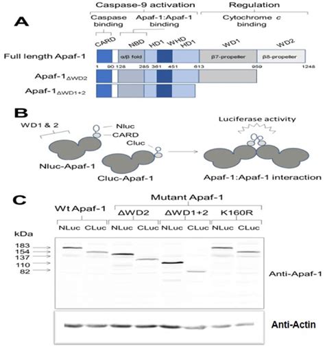 Schematic Representation Of Apaf 1 Mutants And The Principle Of The