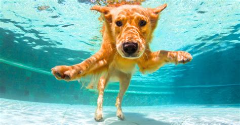 Summer Swimming Pool Safety For Dogs Spca Of Northern Nevada