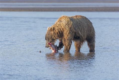 Bear Eating a Salmon it Caught Stock Photo - Image of pretty, alaska: 63132094