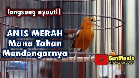 Suara Anis Merah Gacor Untuk Pancingan Anis Merah Langsung Direspon