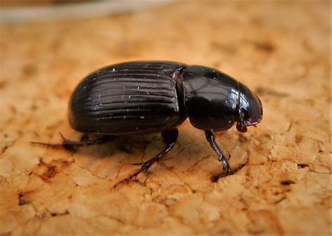 Aphodius Species A Rufipes Cradley Malvern Worcs SO Flickr