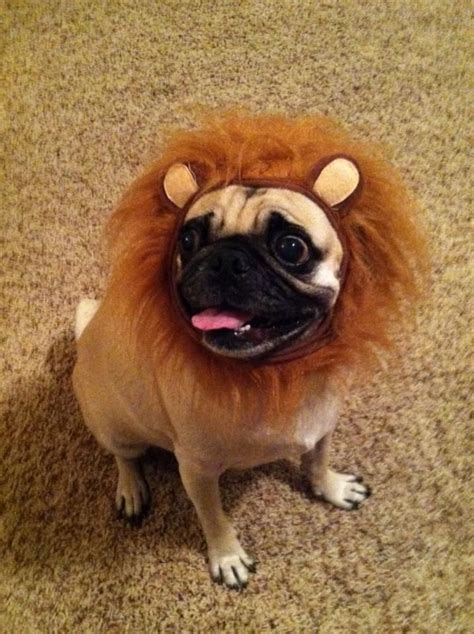 A Pug lion mane on Yogi! So stinkin cute! | Lion mane, Pugs, Dogs