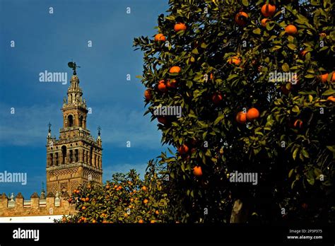 Giralda tower. Seville, Andalusia, Spain Stock Photo - Alamy