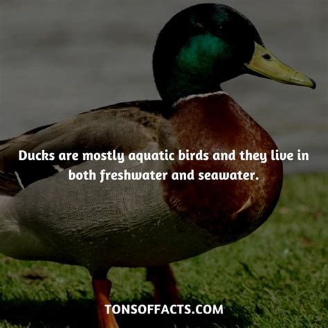 10 Fascinating Facts About Ducks