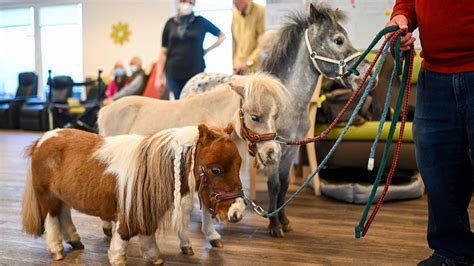 Poni alemán de 50 cm listo para romper el récord mundial del poni más