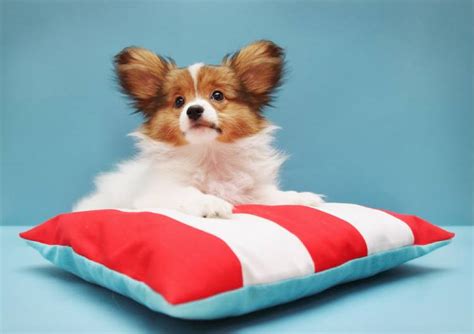 Papillon Dog Price In India Appearance And Temperament