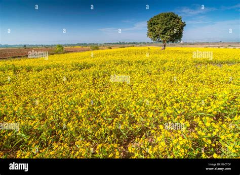 Yellow Sesame Flower Fields And Tree Near Inle Lake In Myanmar Stock