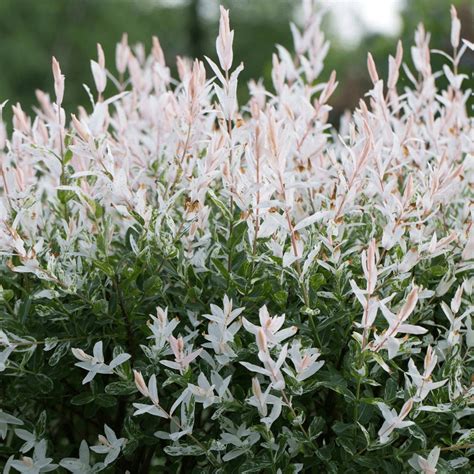 Salix Nishiki Tree 150cm Flamingo Dwarf Willow Tree