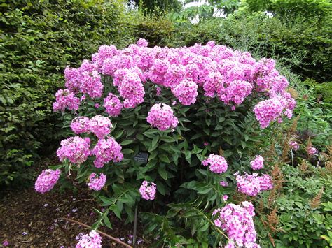 Phlox Paniculata Eva Cullum A Wonderful Midsummer Day At Flickr