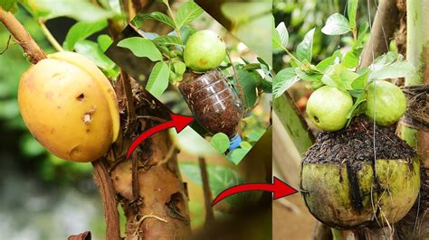 Amazing Guava Grafting Best Air Layer Propagation To Guava Fruits