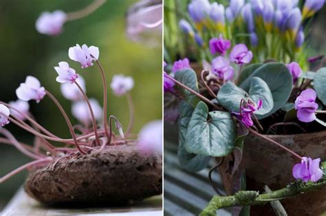 Cyclamen Planter Cultiver Et Entretenir Promesse De Fleurs