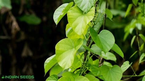 What is Tinospora Cordifolia? What are its benefits? - Indian Seeds